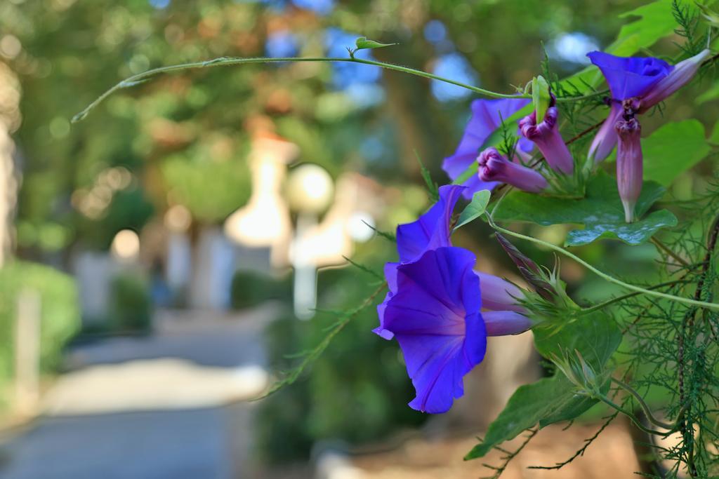 Village De Vacances Paese Di Lava, Grand Ajaccio Alata Exterior foto